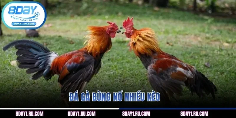 Đá gà bùng nổ nhiều kèo