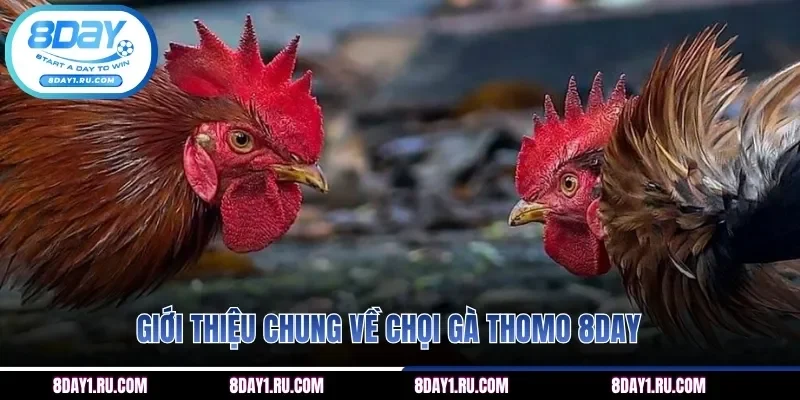 Giới thiệu chung về chọi gà Thomo 8DAY