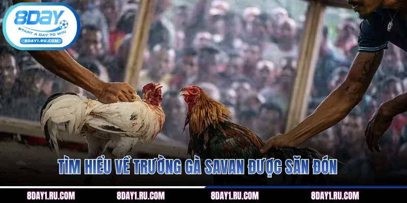 Tìm hiểu về trường gà Savan được săn đón