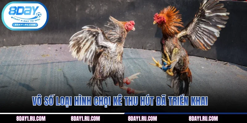 Vô số loại hình chọi kê thu hút đã triển khai